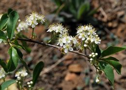 Image of Bitter Cherry