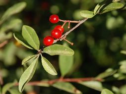 Image of Bitter Cherry