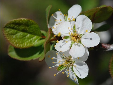 Image of Klamath plum