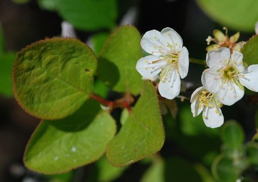 Image of Klamath plum