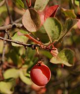 Image of Klamath plum