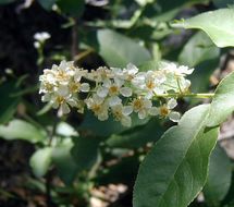 Imagem de Prunus virginiana var. demissa (Nutt.) Torr.