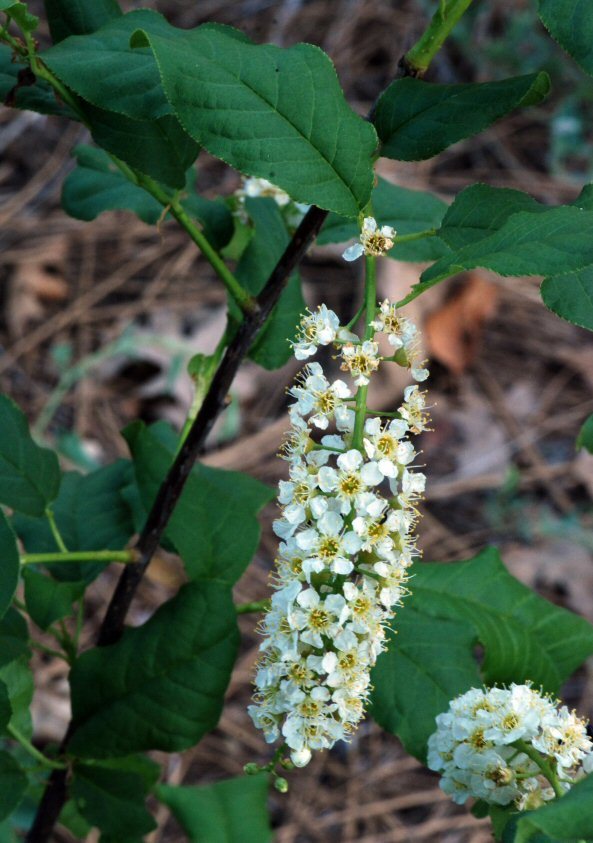 Sivun Prunus virginiana var. demissa (Nutt.) Torr. kuva