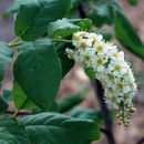 Plancia ëd Prunus virginiana L.