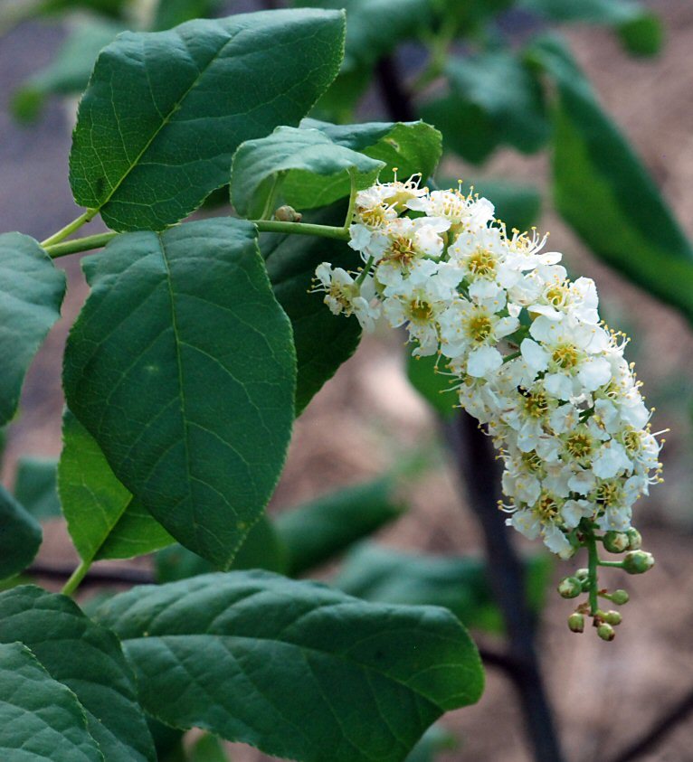 Prunus virginiana var. demissa (Nutt.) Torr. resmi