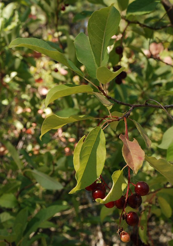 Plancia ëd Prunus virginiana var. demissa (Nutt.) Torr.