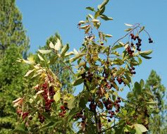 Sivun Prunus virginiana var. demissa (Nutt.) Torr. kuva