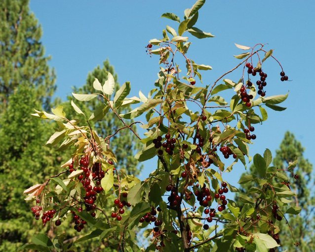 Plancia ëd Prunus virginiana var. demissa (Nutt.) Torr.