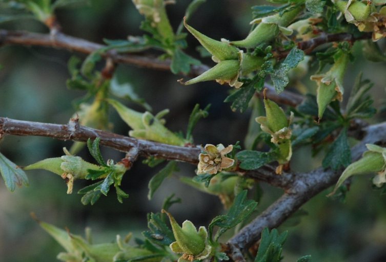 Image of antelope bitterbrush