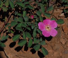 Rosa bridgesii Crepin ex Rydb. resmi