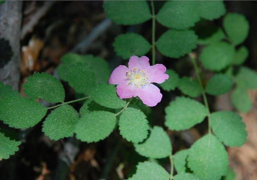 Image of dwarf rose