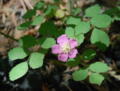 Image of dwarf rose