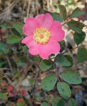 Image of ground rose