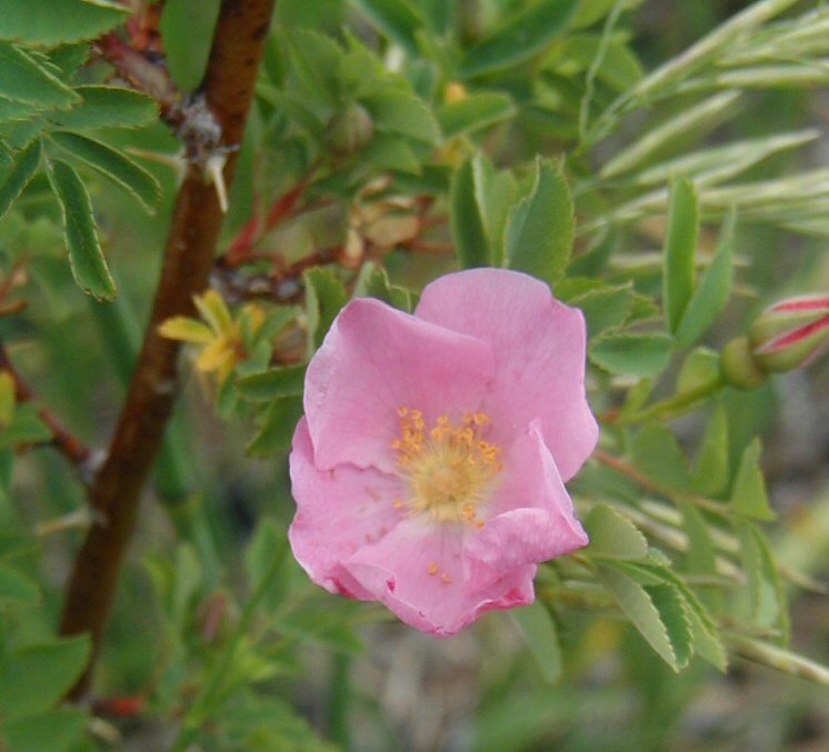 صورة Rosa woodsii Lindl.