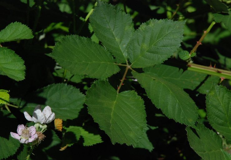 Image of Himalayan blackberry