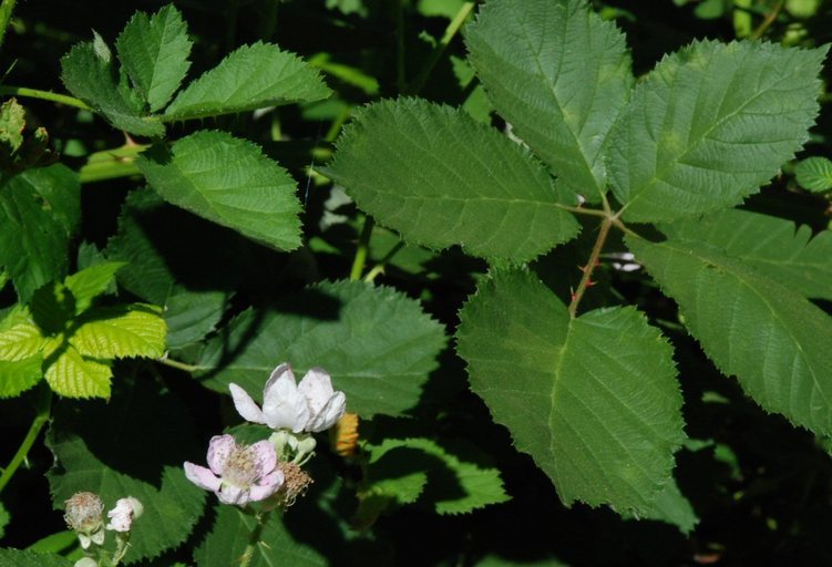 Image of Himalayan blackberry