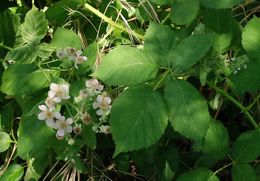 Image of Himalayan blackberry