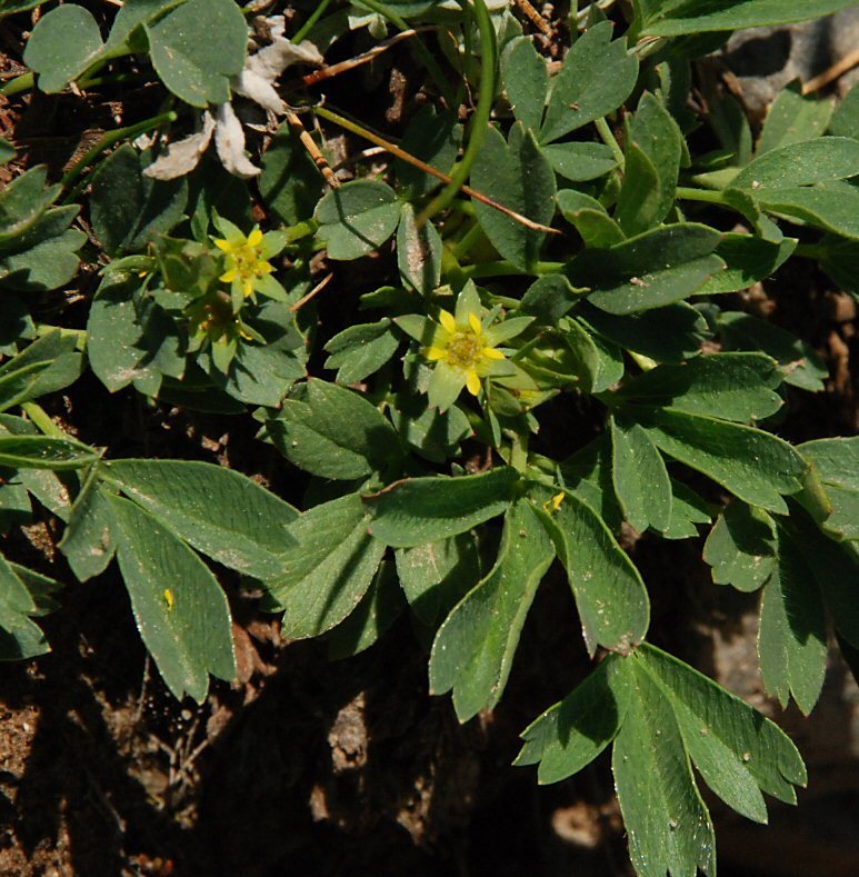 Imagem de Sibbaldia procumbens L.