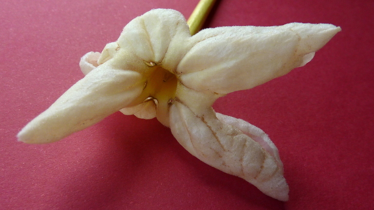 Image of Tabebuia cassinoides (Lam.) DC.