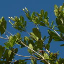 Sivun Tabebuia cassinoides (Lam.) DC. kuva