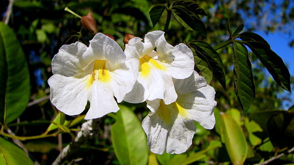 Image of Caribbean trumpet tree