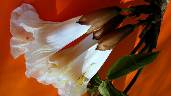 Image of Caribbean trumpet tree