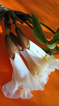 Image of Caribbean trumpet tree