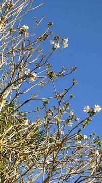 Image of Caribbean trumpet tree