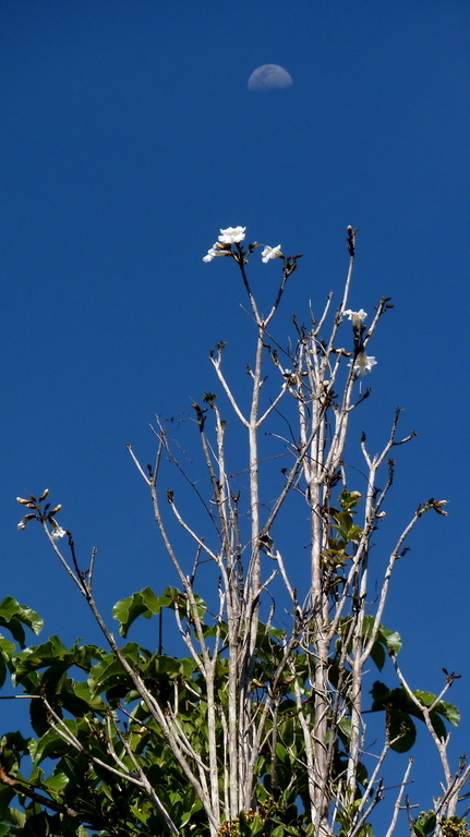 Image of Caribbean trumpet tree