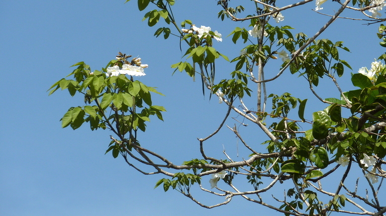 Image of Caribbean trumpet tree