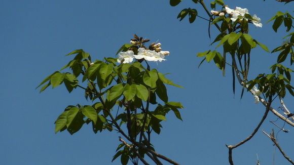 Image of Caribbean trumpet tree