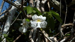 Image of Caribbean trumpet tree