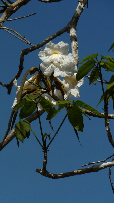 Image of Caribbean trumpet tree