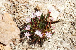 Image of Truckee lewisia