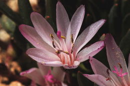 Image of Truckee lewisia