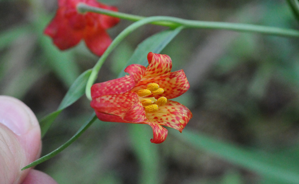 Image of scarlet fritillary