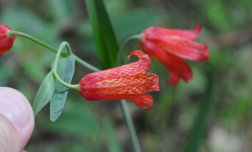 Image of scarlet fritillary