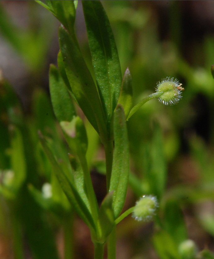 Image of twinleaf bedstraw