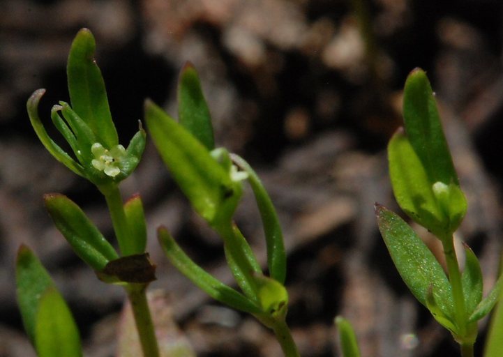 Image of twinleaf bedstraw