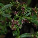 Image of Bolander's bedstraw