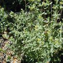 Image of <i>Galium <i>californicum</i></i> ssp. californicum
