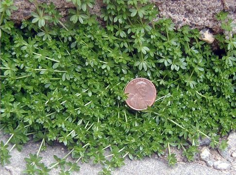 Image of yellow wall bedstraw