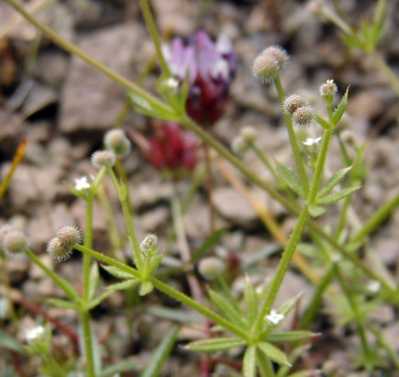 Слика од Galium parisiense L.