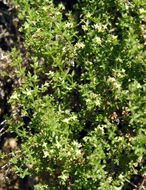 Image of graceful bedstraw