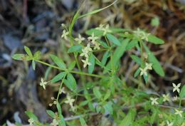 Image of graceful bedstraw