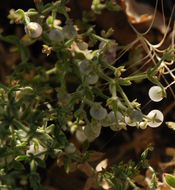 Image of graceful bedstraw