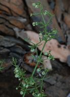 Image of graceful bedstraw