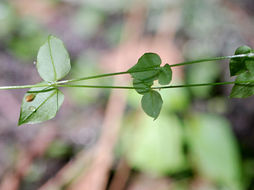 Image of curled starwort