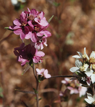 Image of soft western rosinweed