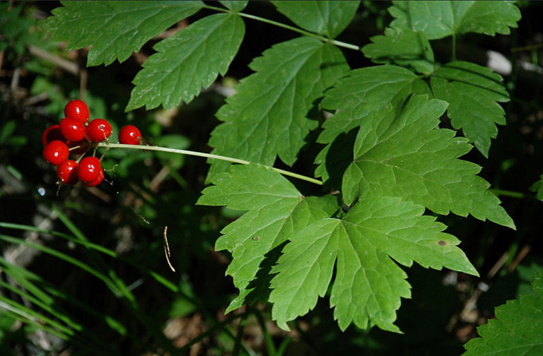 Imagem de Actaea rubra (Ait.) Willd.